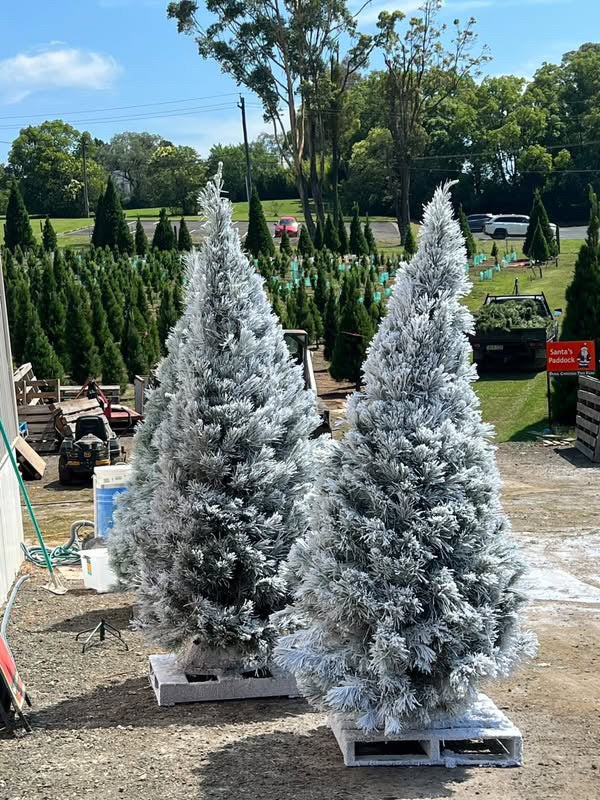 A real Jack Frost Christmas tree at home 2