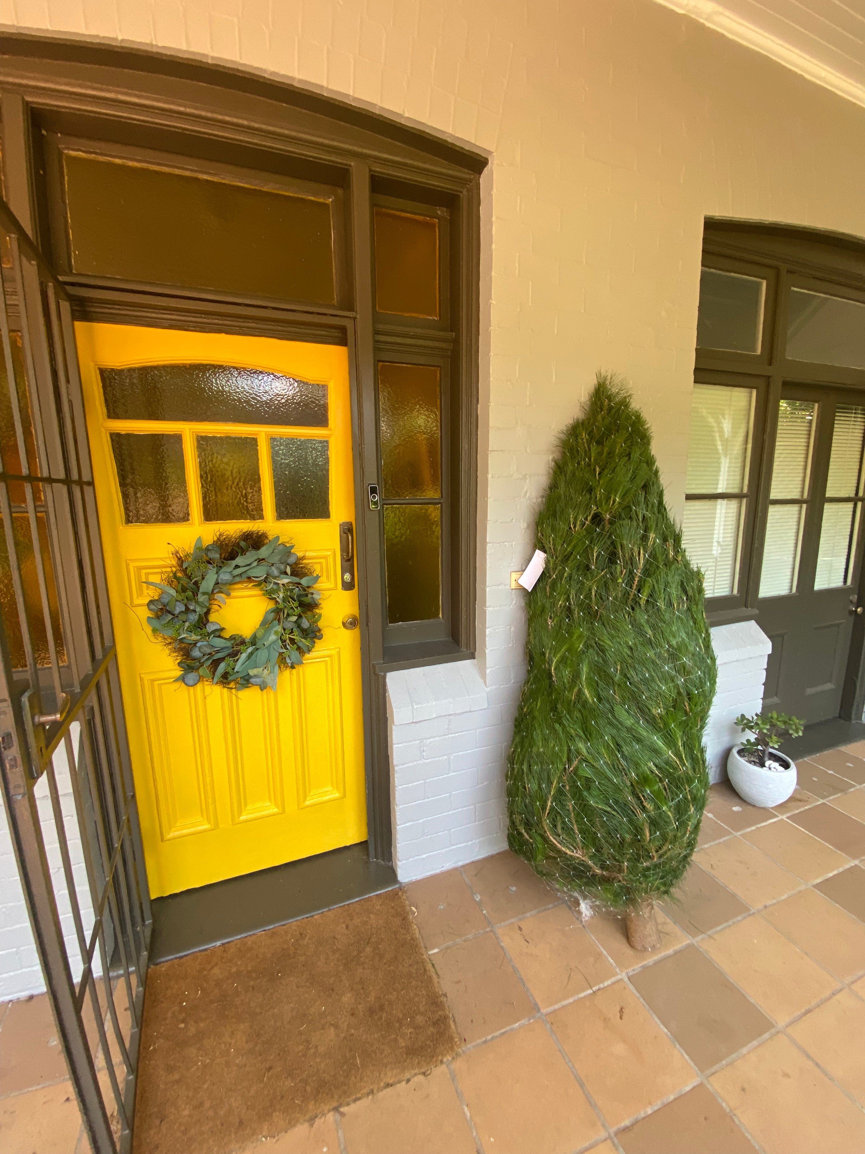 A real Jack Frost Christmas tree at home 5