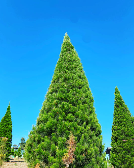 Jack Frost Christmas tree's