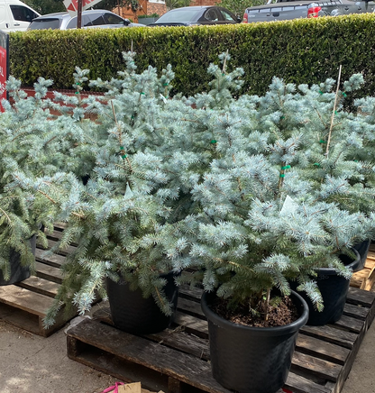 Potted Christmas Tree's