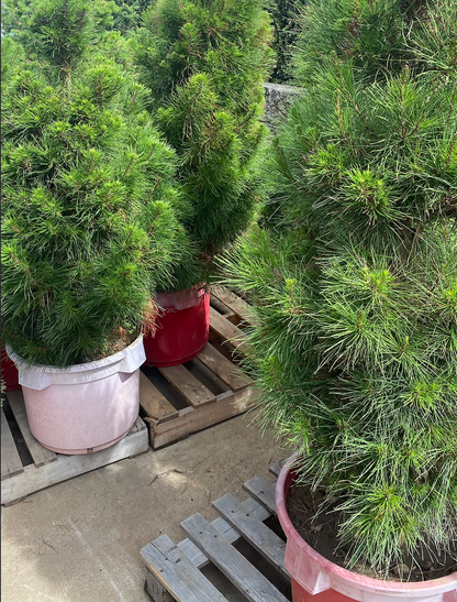 Potted Christmas Tree's