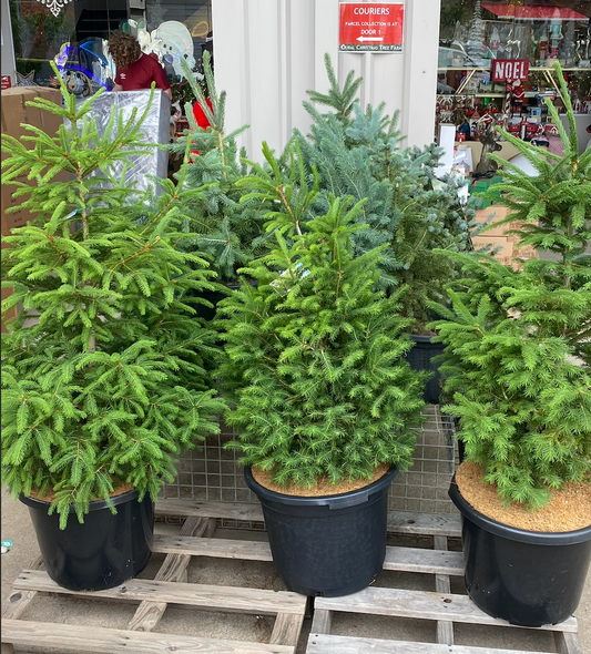 Potted Christmas Tree's